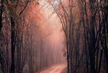 im电竞下载-防守扎实攻击犀利，球队晋级亚冠四强之路