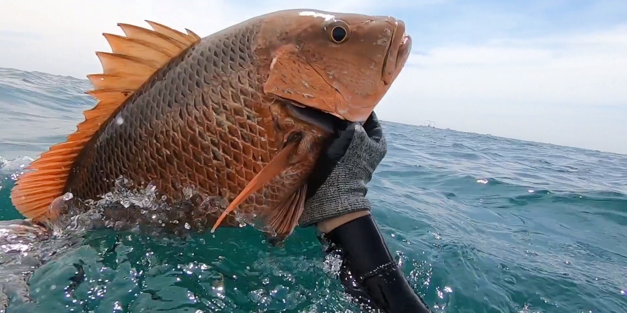 im电游官方网站-盖亚那田径明星再次刷新纪录