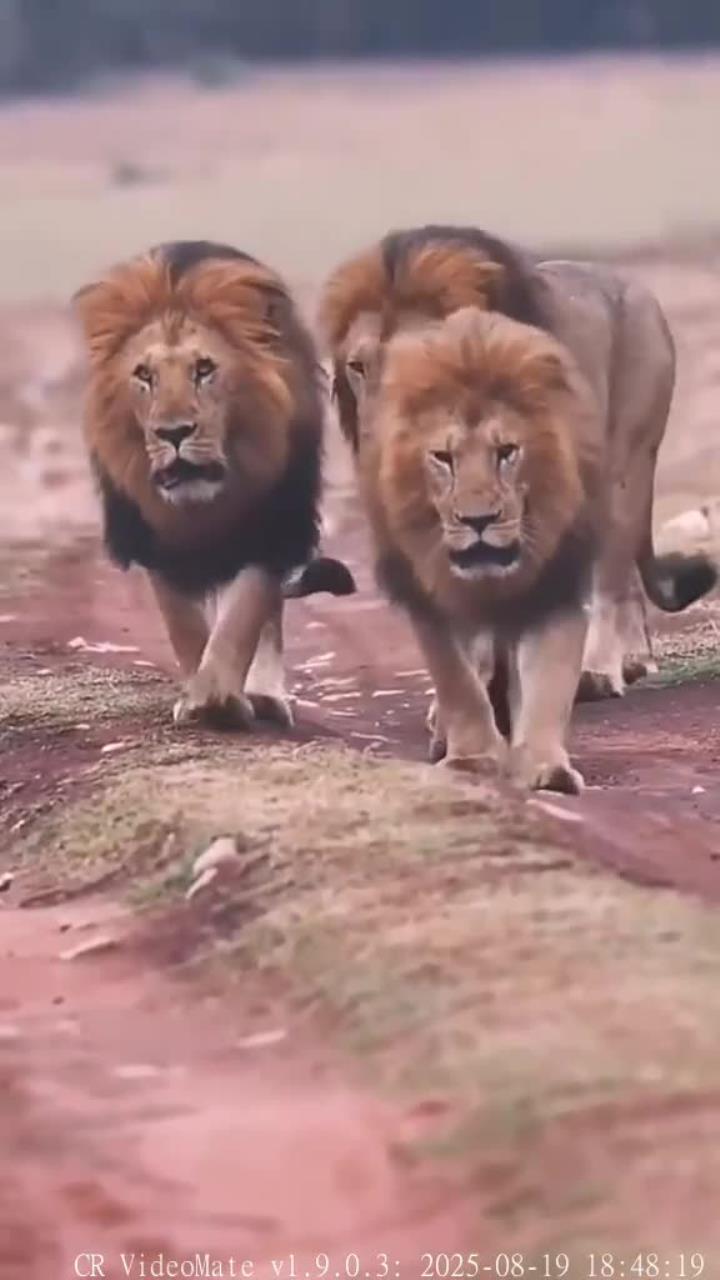 im电游-雄鹿再度击败雄狮，继续不败